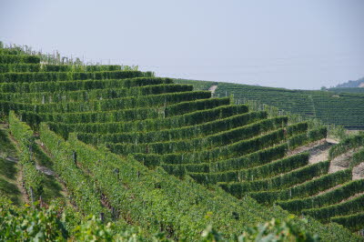 IMGP0677