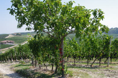 IMGP0686