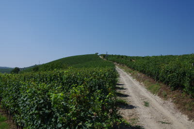 IMGP0690